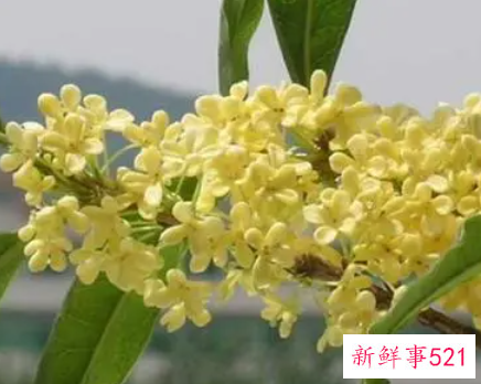 桂花的功效和作用