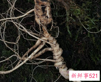 什么情况下吃人参最好