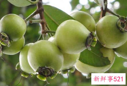 铃铛果的另外一个名称