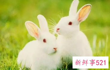 属兔佩戴什么手串旺财