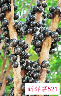 嘉宝果的皮可以吃吗