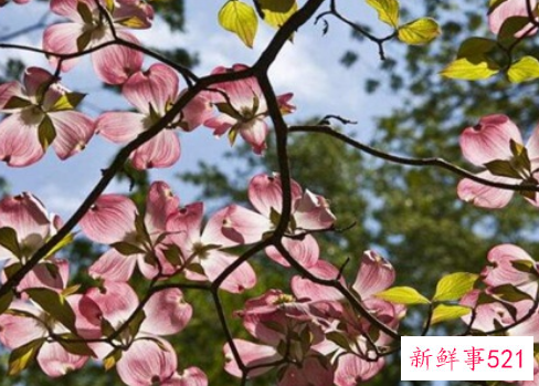 镇宅辟邪最厉害的植物有哪些