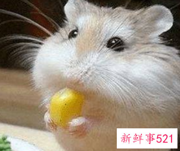 可以上手的迷你小宠物