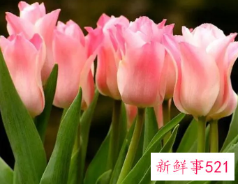 郁金香的花语和象征意义