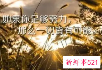 积极努力工作正能量的句子