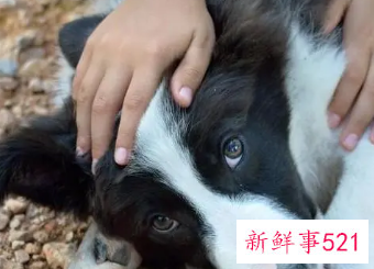 摸幼犬的头它会向上咬