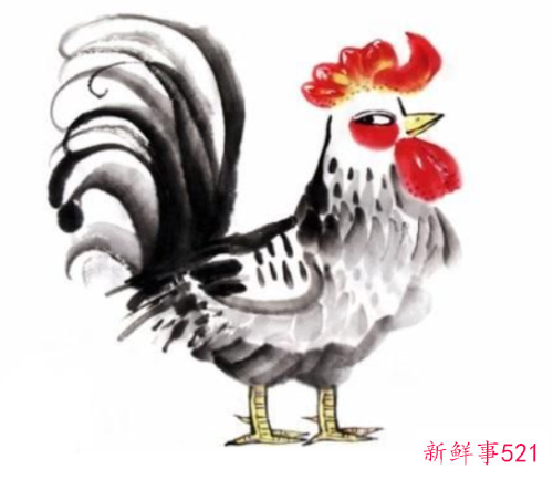 10月属鸡的人命运怎么样