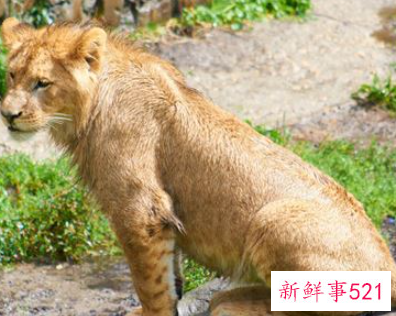 梦见猛兽是什么意思