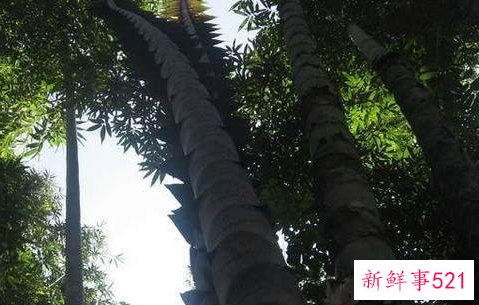 世界上最大的竹子品种