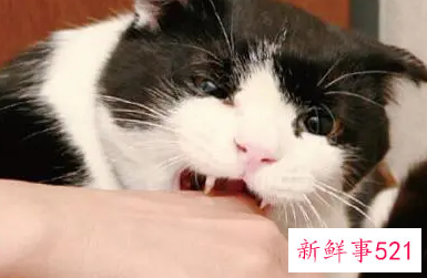 梦见被猫咬是代表什么