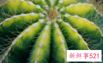 办公桌台适合放什么植物