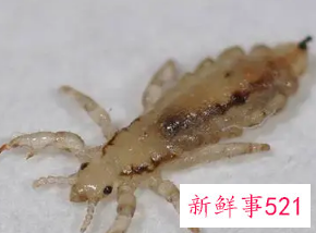 梦见身上有虱子并掐死