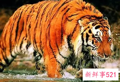梦见猛兽是什么意思