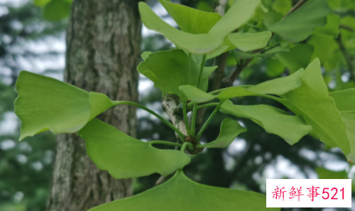 镇宅辟邪最厉害的植物有哪些