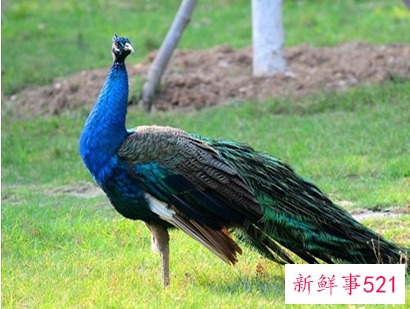 绿孔雀母的可以开屏吗