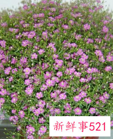 家里种满天星风水禁忌