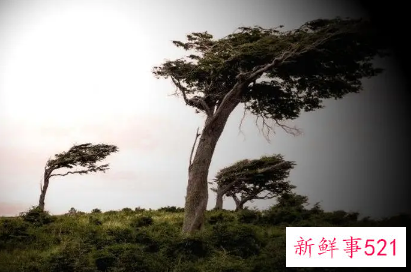 女人梦见风吹自己有点冷