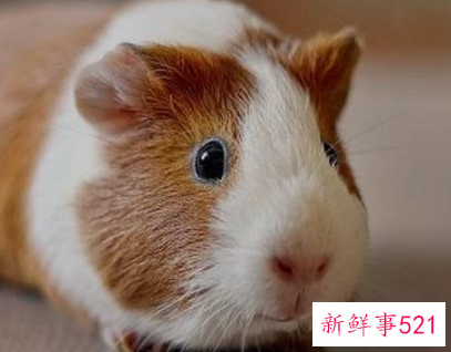 可以上手的迷你小宠物