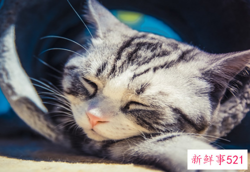 梦见被猫咬是代表什么