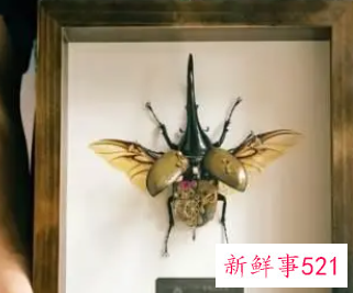 死了多久的甲虫能做标本
