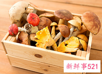 牛肝菌冷冻保存方法