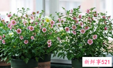 天气越热长得越好的耐高温植物