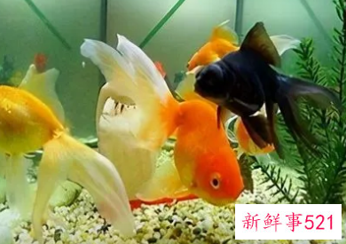 养鱼的寓意和象征风水