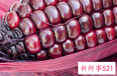 紫玉米为什么是紫色的