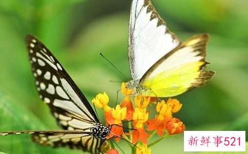 梦见蝴蝶在花丛里飞舞是什么寓意