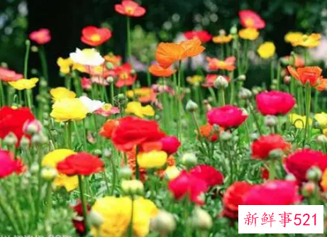 梦见花和水是什么意思