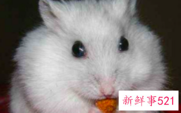 可以上手的迷你小宠物