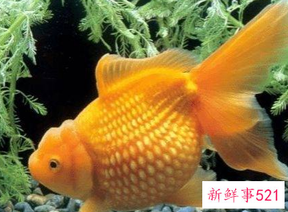 可以上手的迷你小宠物