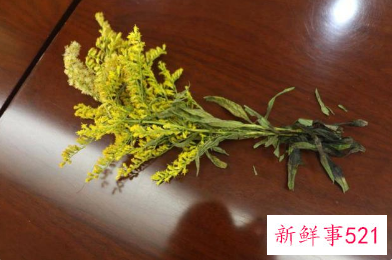 加拿大一枝黄花到底是啥