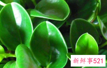 办公桌台适合放什么植物