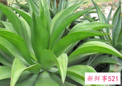 龙舌兰的习性特点