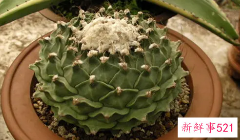 帝冠仙人球怎么养