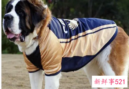 梦见养的狗丢了是什么意思