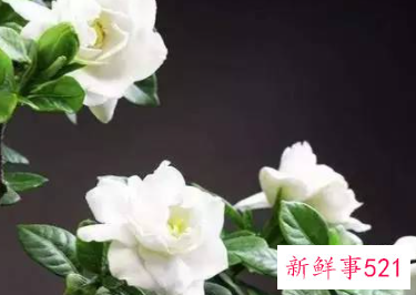 每种花代表女生的性格