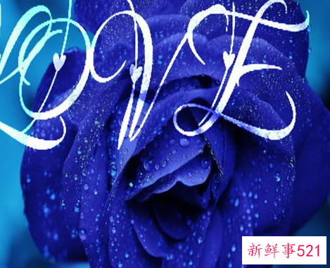 蓝色妖姬代表什么含义