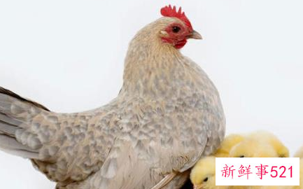 属鸡人一生的命运