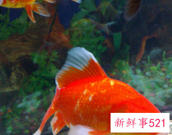 什么鱼最招财运