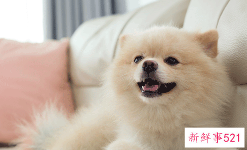 82年属狗十年大运