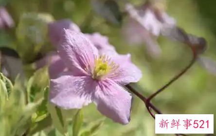 撩人的情话都有哪些