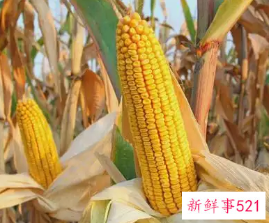 玉米都有哪些营养价值