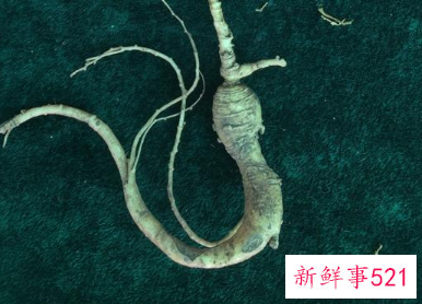 什么情况下吃人参最好