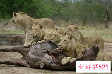 什么情况狮子男会强吻