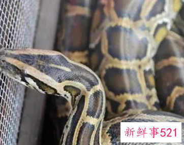 已婚男人梦到蟒蛇