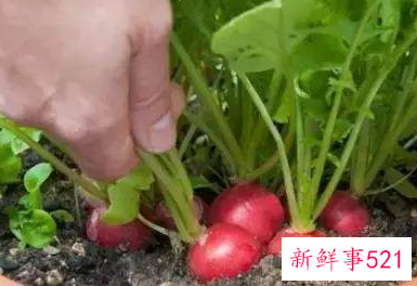 阳台非常好养的蔬菜