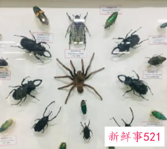 死了多久的甲虫能做标本