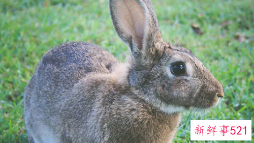 属兔男生配什么生肖女